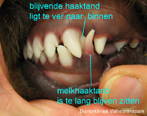 Bij Tsjobbe is de linker melkhaaktand van de onderkaak te lang blijven zitten, de blijvende haaktand kan niet op de goede plek uitgroeien. Deze blijft te ver naar binnen liggen.